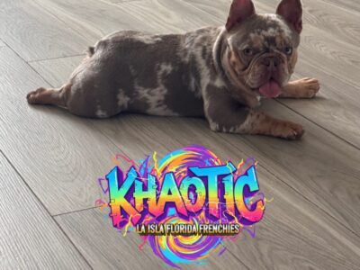 Khaotic