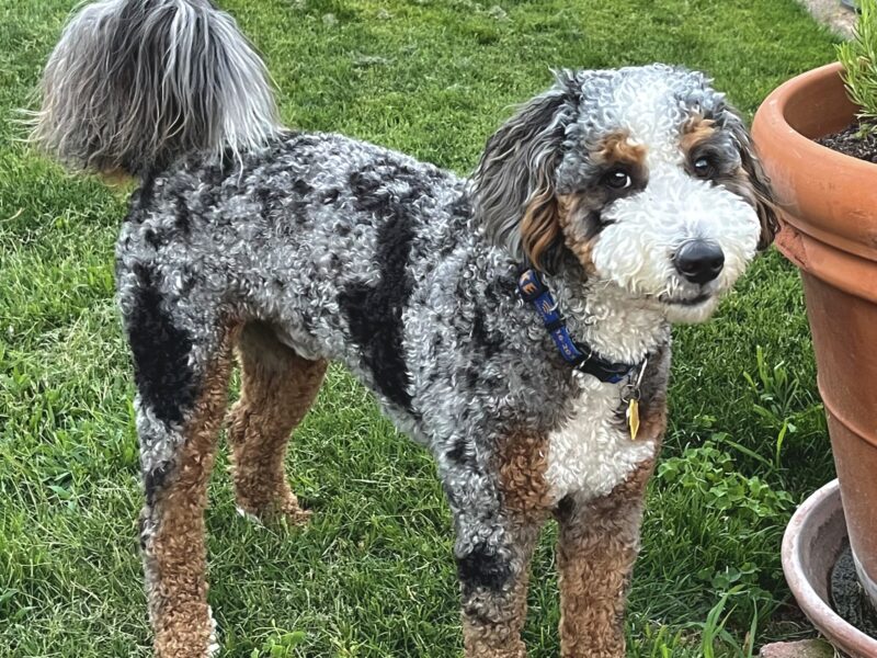 Duke
