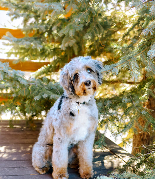 Winston