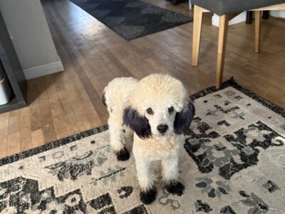 Pippin of Prairie