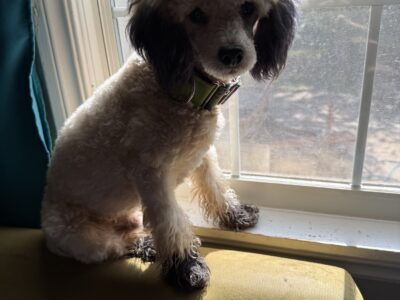 Pippin of Prairie
