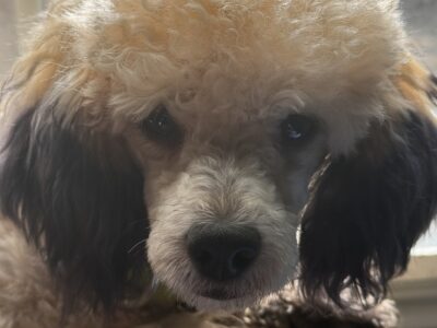 Pippin of Prairie