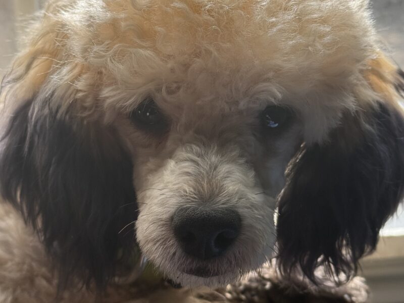 Pippin of Prairie