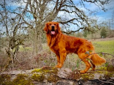 Hilltop Rowan REBEL