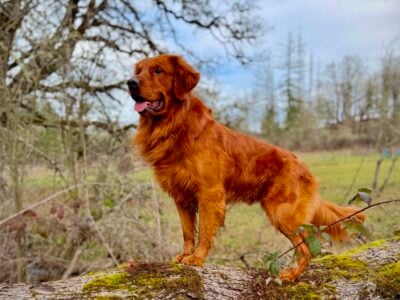 Hilltop Rowan REBEL