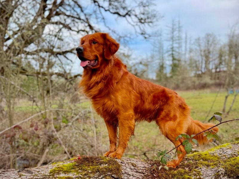 Hilltop Rowan REBEL