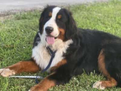 Otto (for Testing)