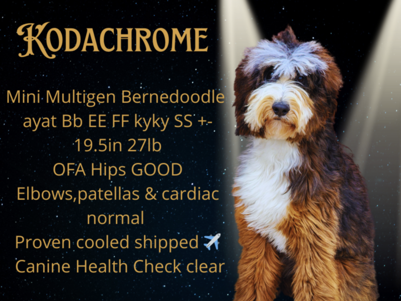 Kare's Kodachrome