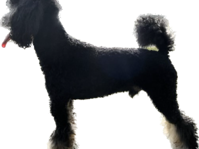 Opie Oliver