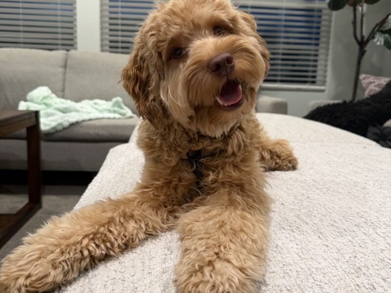 Luca