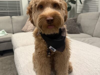 Luca