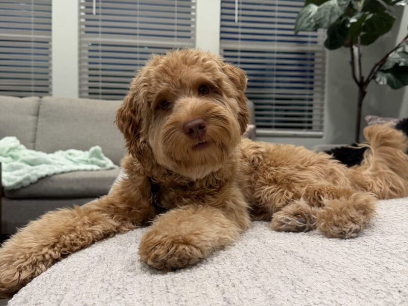 Luca