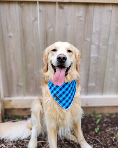 RYDEN RETRIEVERS PARKER