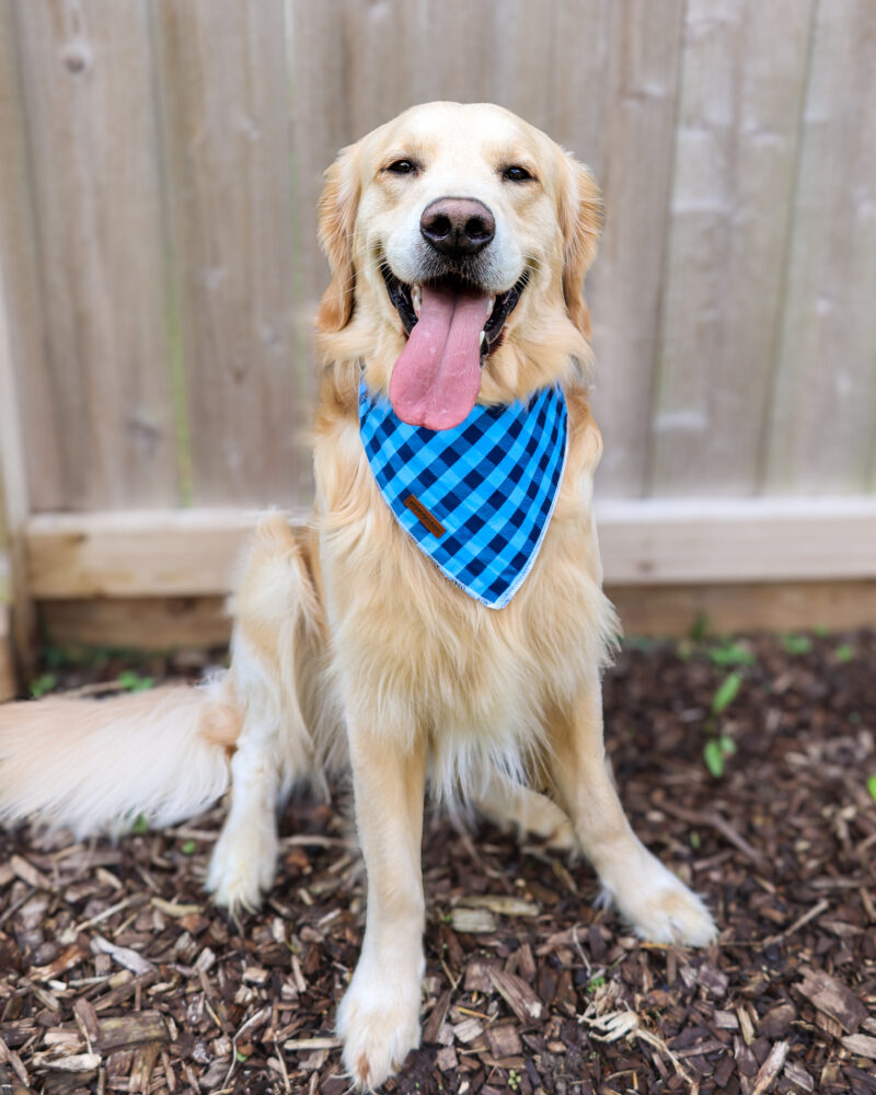 RYDEN RETRIEVERS PARKER