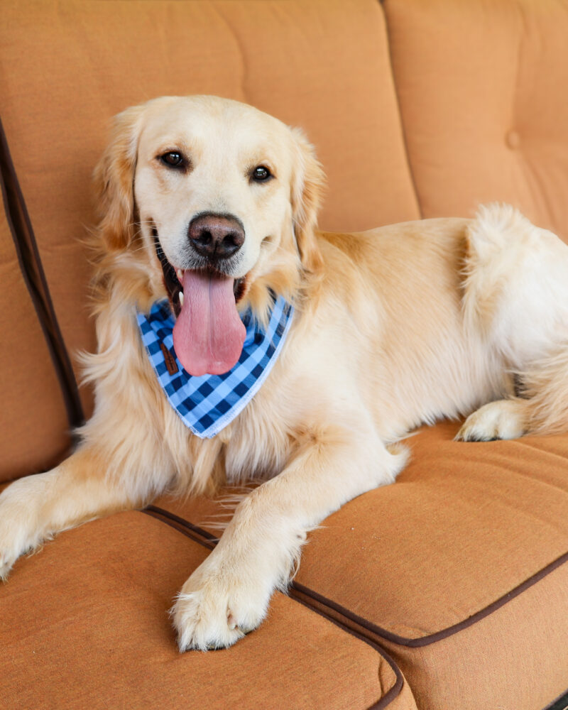 RYDEN RETRIEVERS PARKER