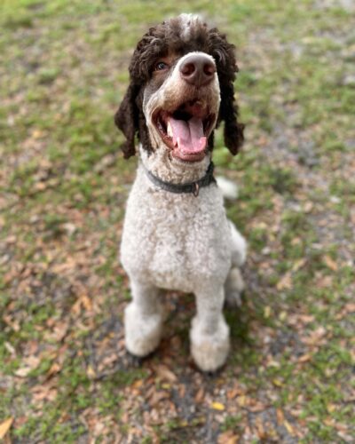 Axel