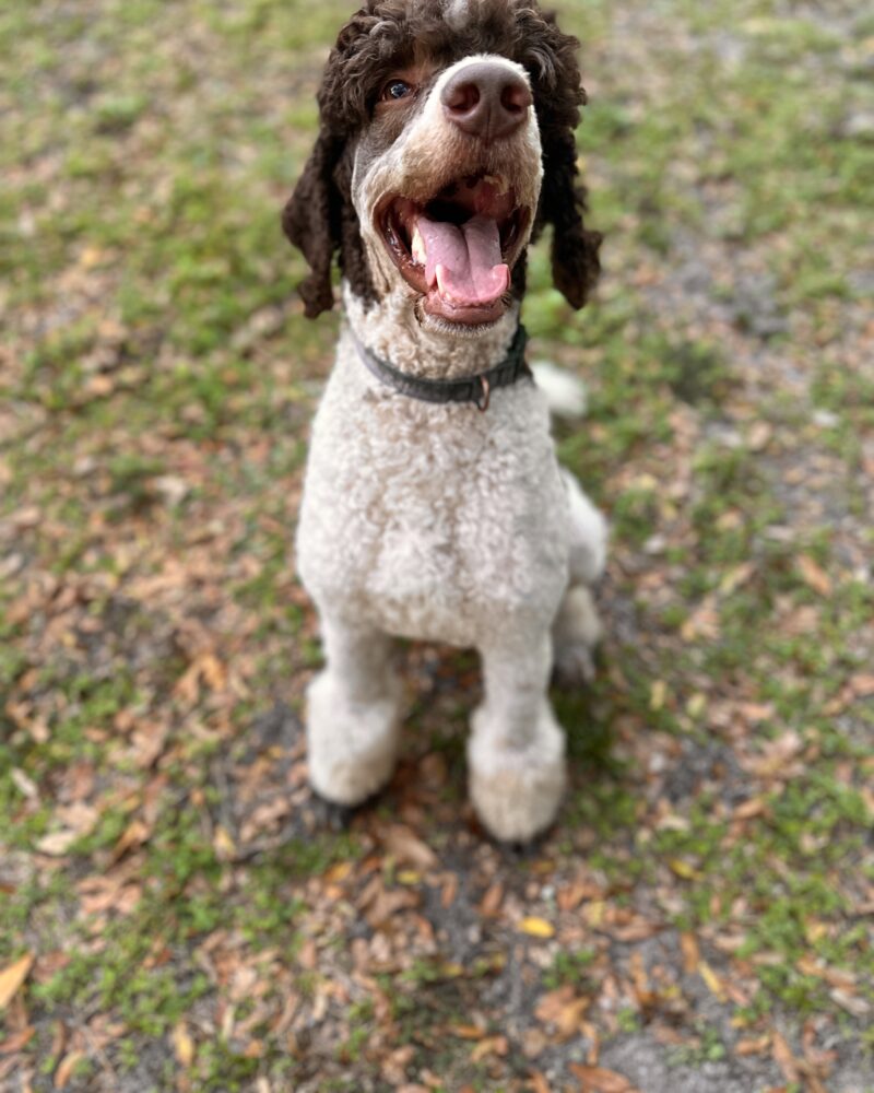Axel