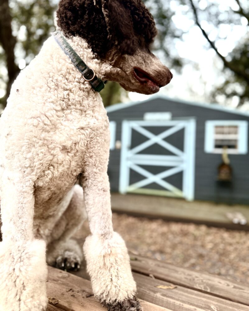 Axel