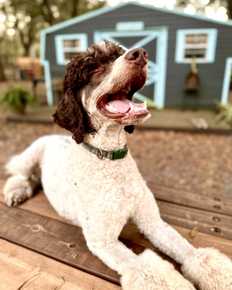 Axel