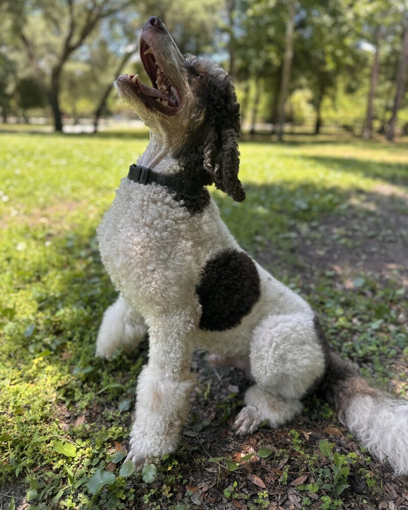 Axel