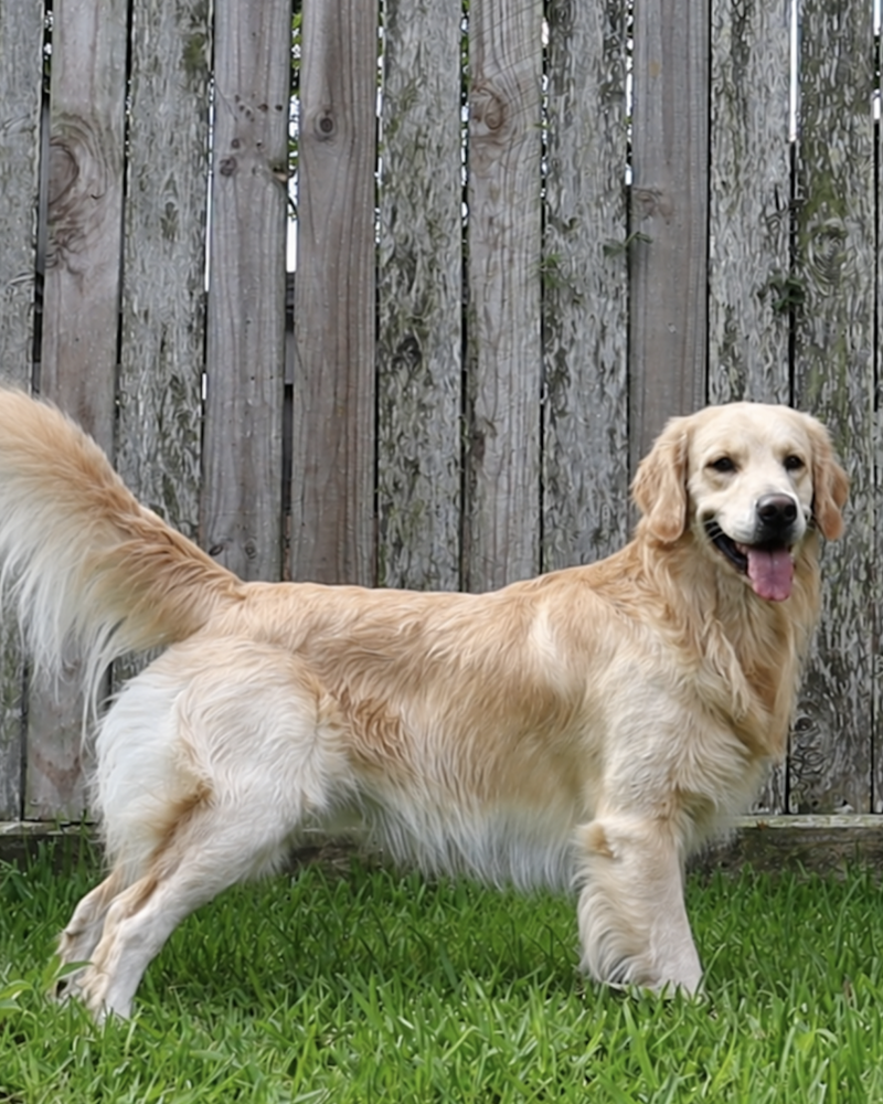 RYDEN RETRIEVERS PARKER