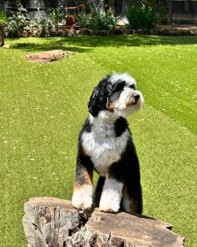Toby