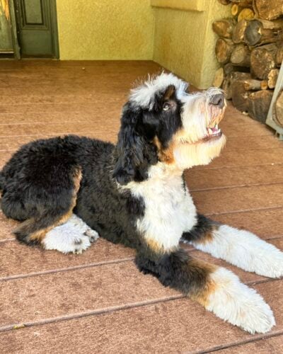 Toby