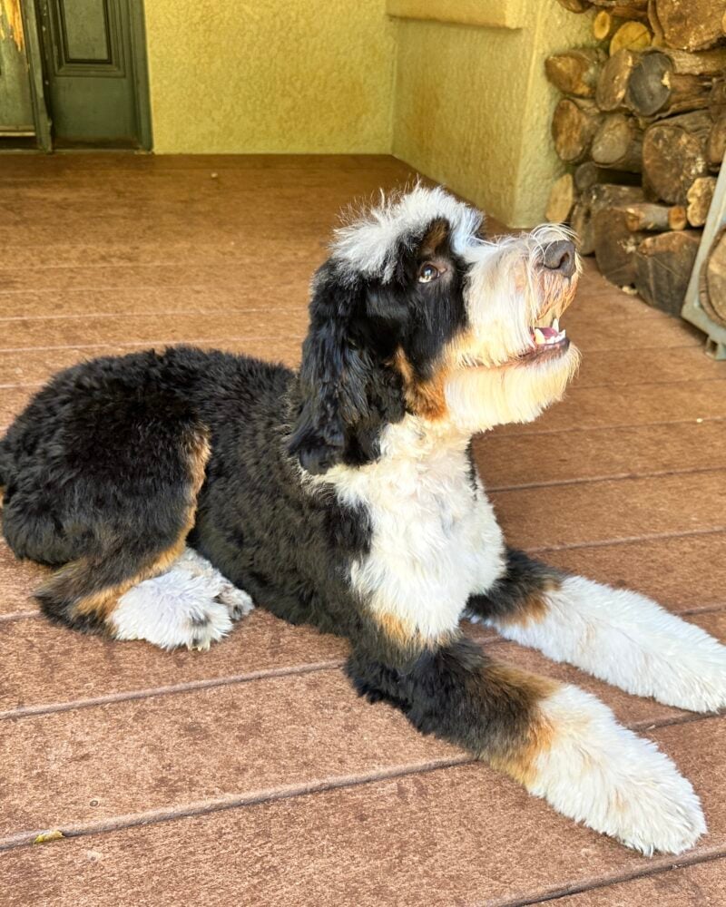 Toby