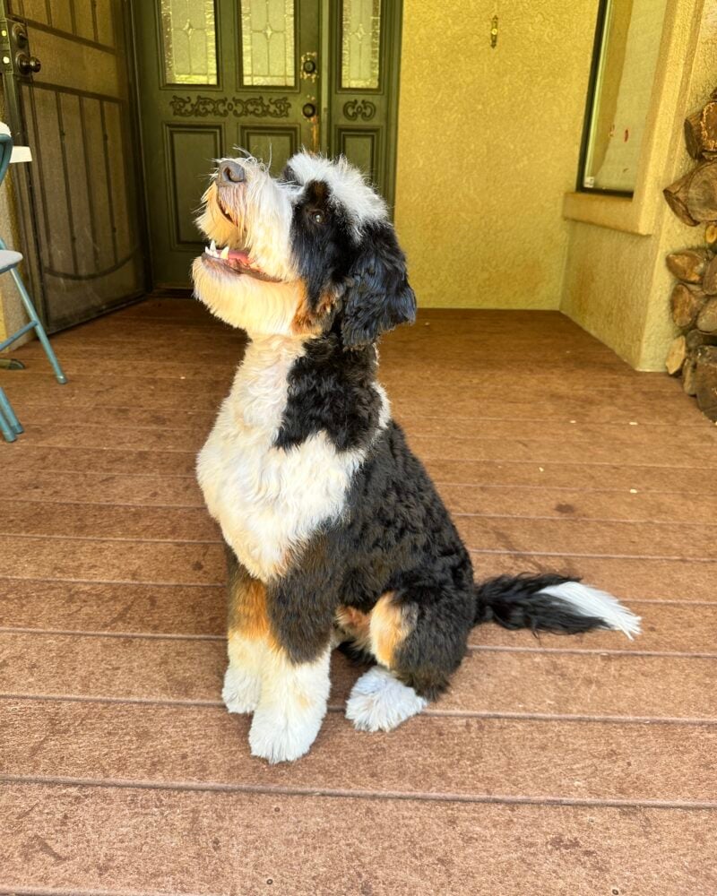 Toby