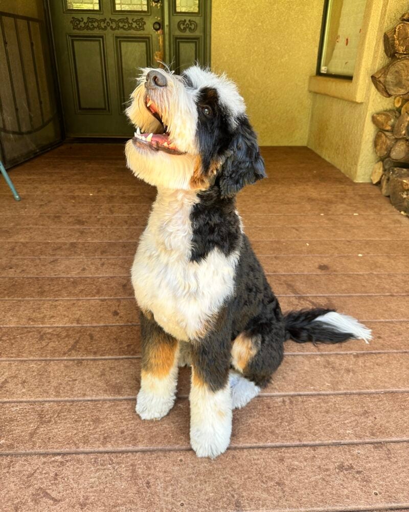 Toby