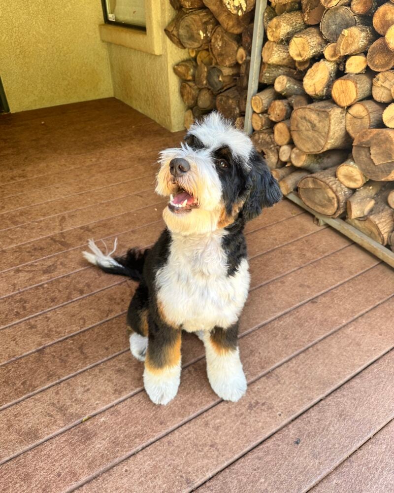 Toby