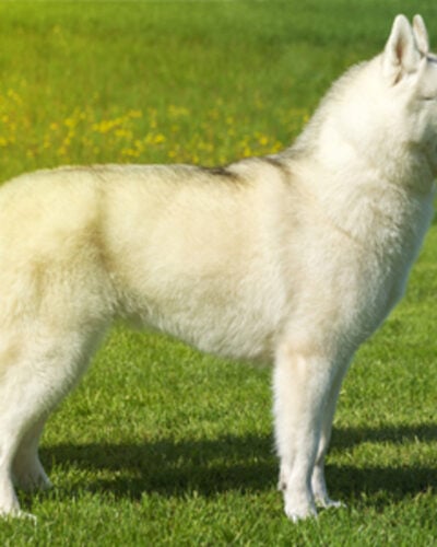 dog