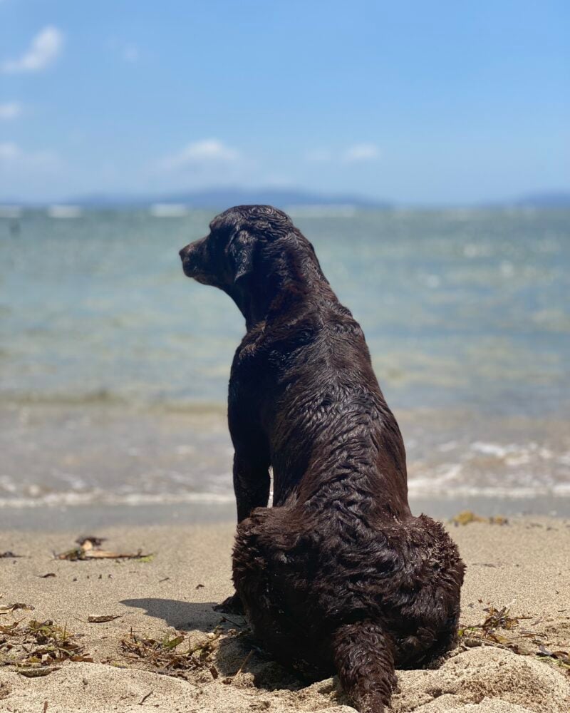 Coco