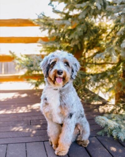 Winston