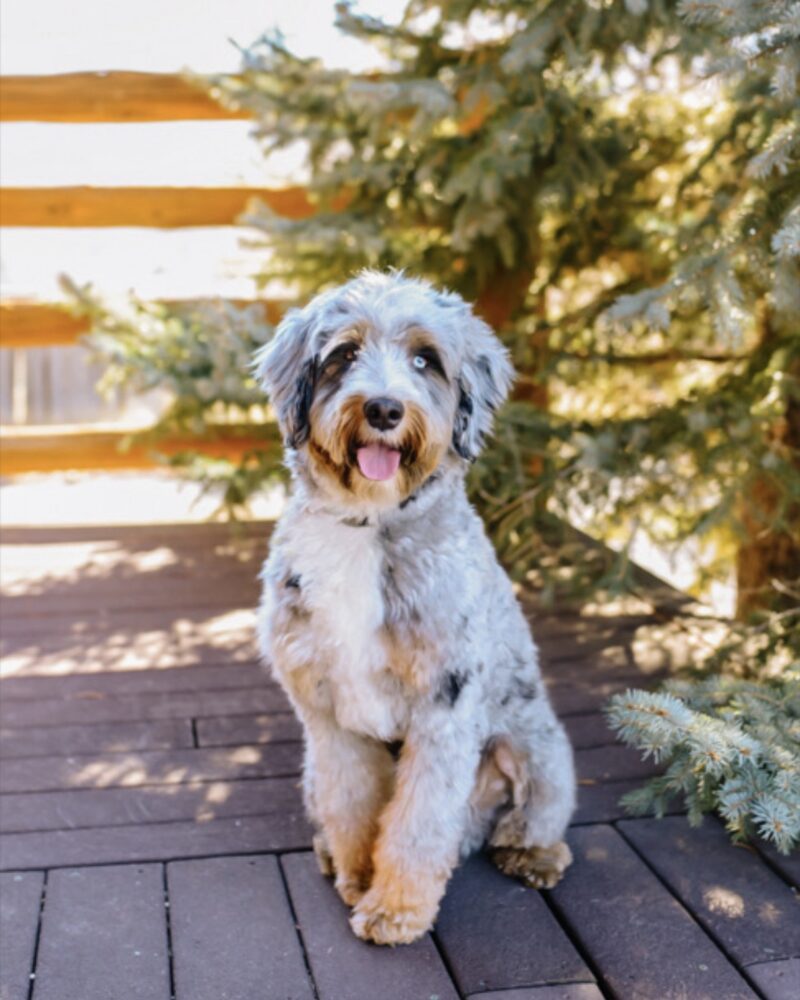 Winston