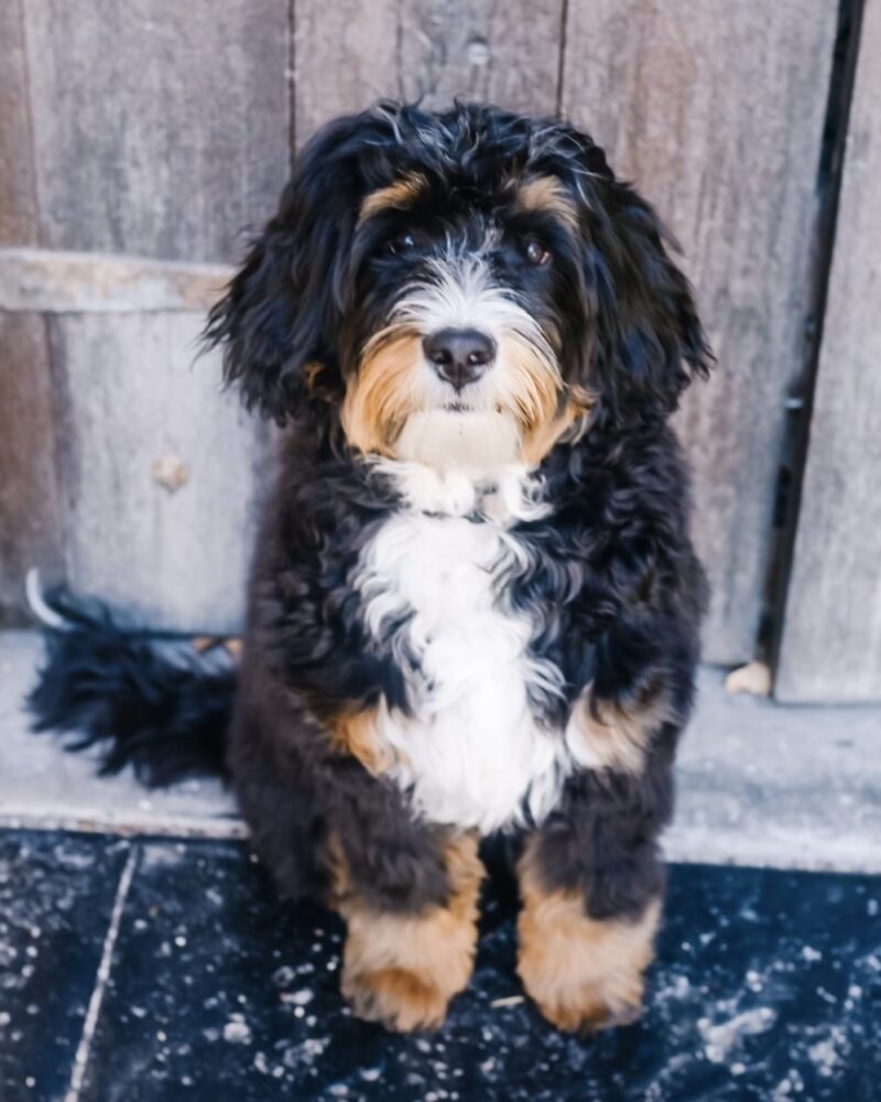 Bear